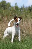 FOX TERRIER POIL LISSE 187